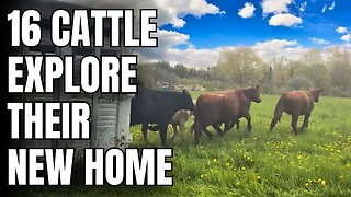 Farm Lifestyle - Happy Cattle Come Home to Graze