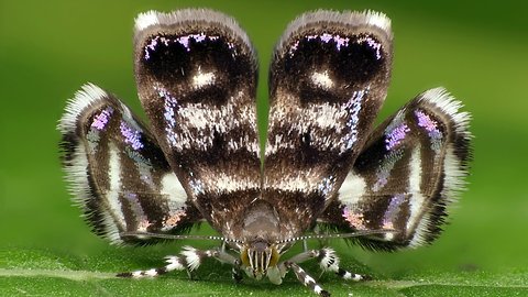 Metalmark Moth mimics jumping spider predator