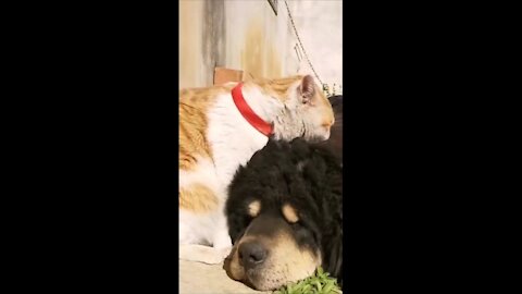 Cat and a Giant Dog friendship moment short video