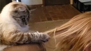 Cat learns to comb owner's hair