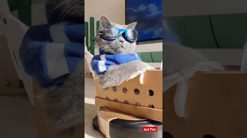 Coolest Cat of 2022 #cute #tiktok #funnyanimals #funnyvideos #viral