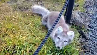 Man encounters rare Arctic fox pup