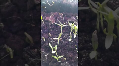 Growing your own food - Eggplants | 03.01.2023 Germany