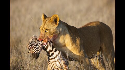 Lions in Action || Lions hunting Wildebeest in Serengeti