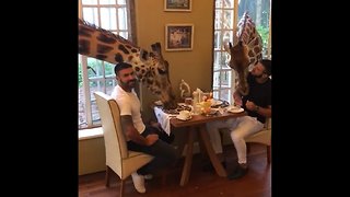 Breakfast with Giraffe Manor, Kenya 🦒