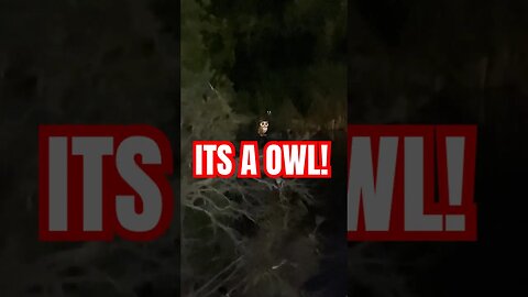 ITS A OWL!🦉