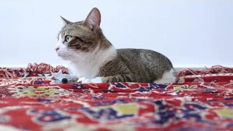 Cute Tabby Cat Sits on the Carpet