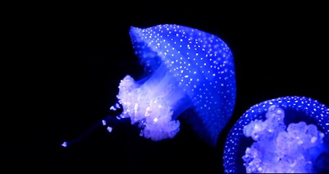 A Jellyfish Glowing In Dark Water / Sea Animals