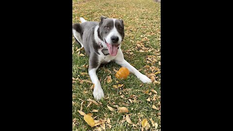 Dog cannot get enough of his squeaky toy ❤️