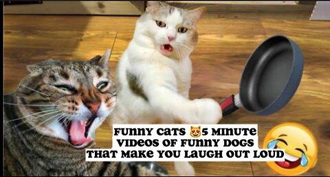 Funny Cats 😻5 Minute Videos of Funny Dogs That Make You Laugh Out Loud