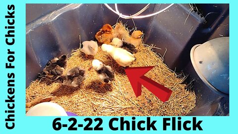 Chick Flick June 2, 2022 Silkie, Cochin, & Polish Chicks Growing