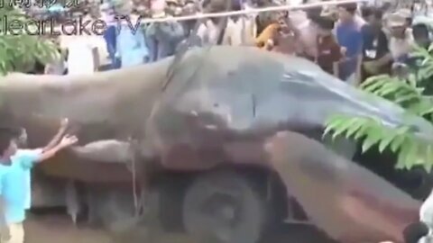Sea Monster Wash Ashore in South Asia