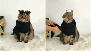 Rencontrez Yves, le chat fashion