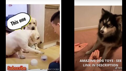 DOGS TRY TO OUT-SMART THEIR OWNERS. 🤣 CUTE ,AND CLEVER DOGS 2022