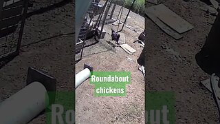 Roundabout chickens