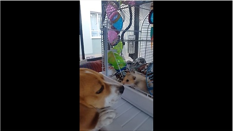 Gentle beagle makes friends with tiny hamster