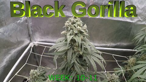 Black Gorilla (Gorilla Glue #4/Bright Berry X) - Seed to Harvest TIME-LAPSE (EP4)