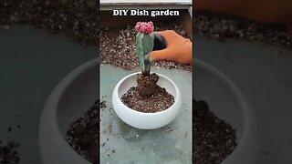 #shorts #diy make a #cactus #dishgarden easily.😊🌵 #houseplants