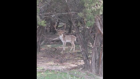 Nice Fallow Buck