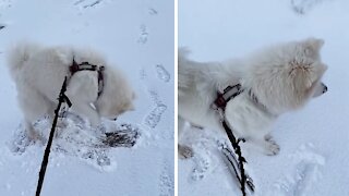 Happy pup excitedly jumps in the snow