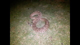 RATTLESNAKE ENCOUNTER!