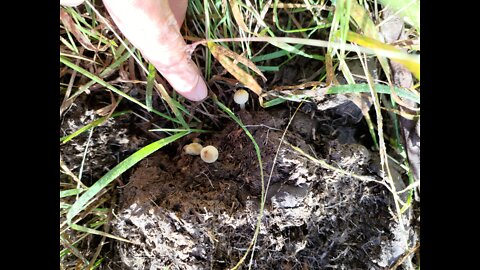 Panaeolus cyanescens Look Before You Leap