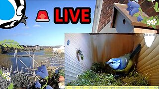 🚨02/04/23🏴󠁧󠁢󠁥󠁮󠁧󠁿Bird Nest Box - Blue Tit Nest Building Stage