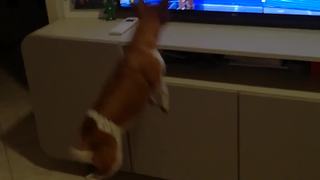 Jack Russell Jumps In Pure Excitement When She Sees Puppy On TV