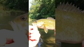 🎣🎣 NICE Creek Smallmouth! - On the Real #Fishing #smallmouthbassfishing