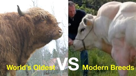How This Scottish Breed Outperforms Modern Breeds