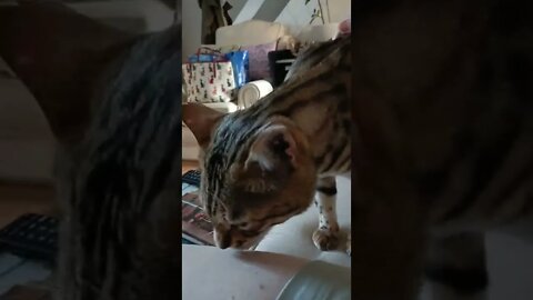 Pet this cat and he licks you #bengalcat #cutecat #catlick