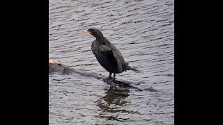 Double-crossed Cormorant in Stevens Creek Reservoir