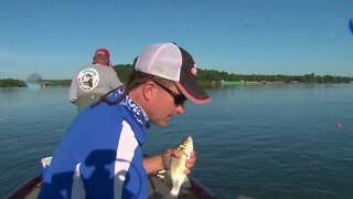 White and Yellow Bass on Kentucky Lake