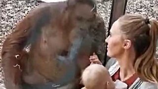 Une femelle orang-outan fascinée par une mère et son bébé