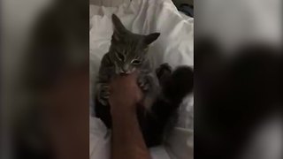 "Adorable Cat Hates Belly Rubs"