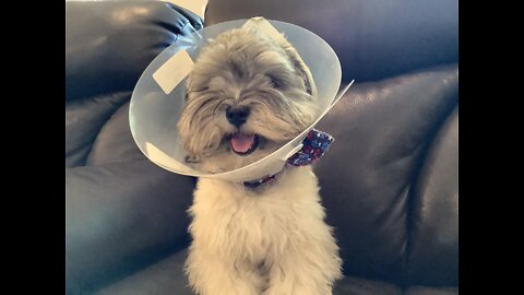 I think my dog is mad that she has a cone..