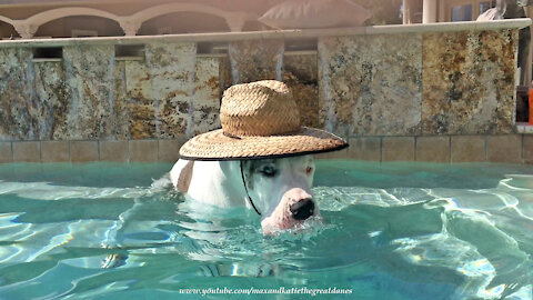 Funny Hat Wearing Great Dane Loves Dipping and Sipping In The Pool