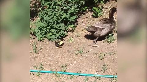Absolutely Hilarious: A Duckling Chases A Large Duck Around A Yard