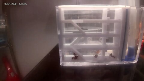 Ant Farm #4 4k_status_fullscreen