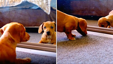 Puppy Playing With Mirror