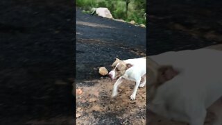 Beautiful dog follows owner up hill after helping feed the horses.