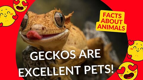 Did you know that Geckos are excellent Pets?#shorts