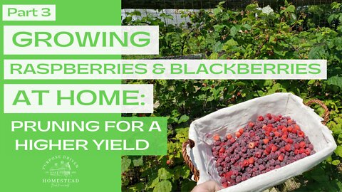 Pruning Raspberries for MORE BERRIES! (Part 3)