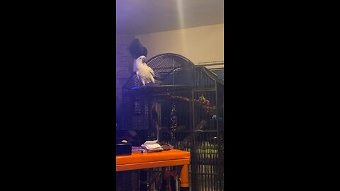 The talking cockatoo