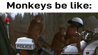 Monkeys be like: