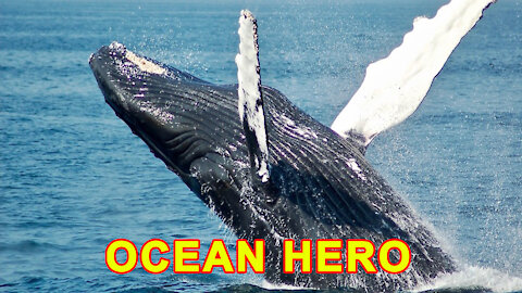 Amazing Whale jumping out of the water | OCEAN HERO