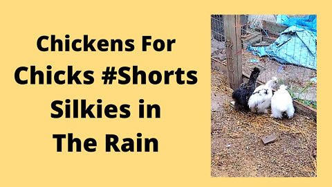 Silkies Chickens Playing In The Rain #shorts