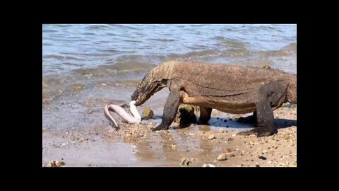Komodo Catching Sea Eels And Baby Leopart Sharks Alive