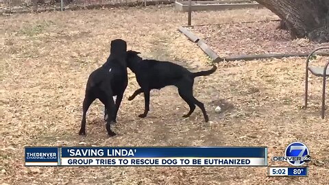 Growing movement online to 'Save Linda' the black lab mix from death chamber