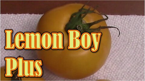 Tomato Review: Lemon Boy Plus (Hybrid)